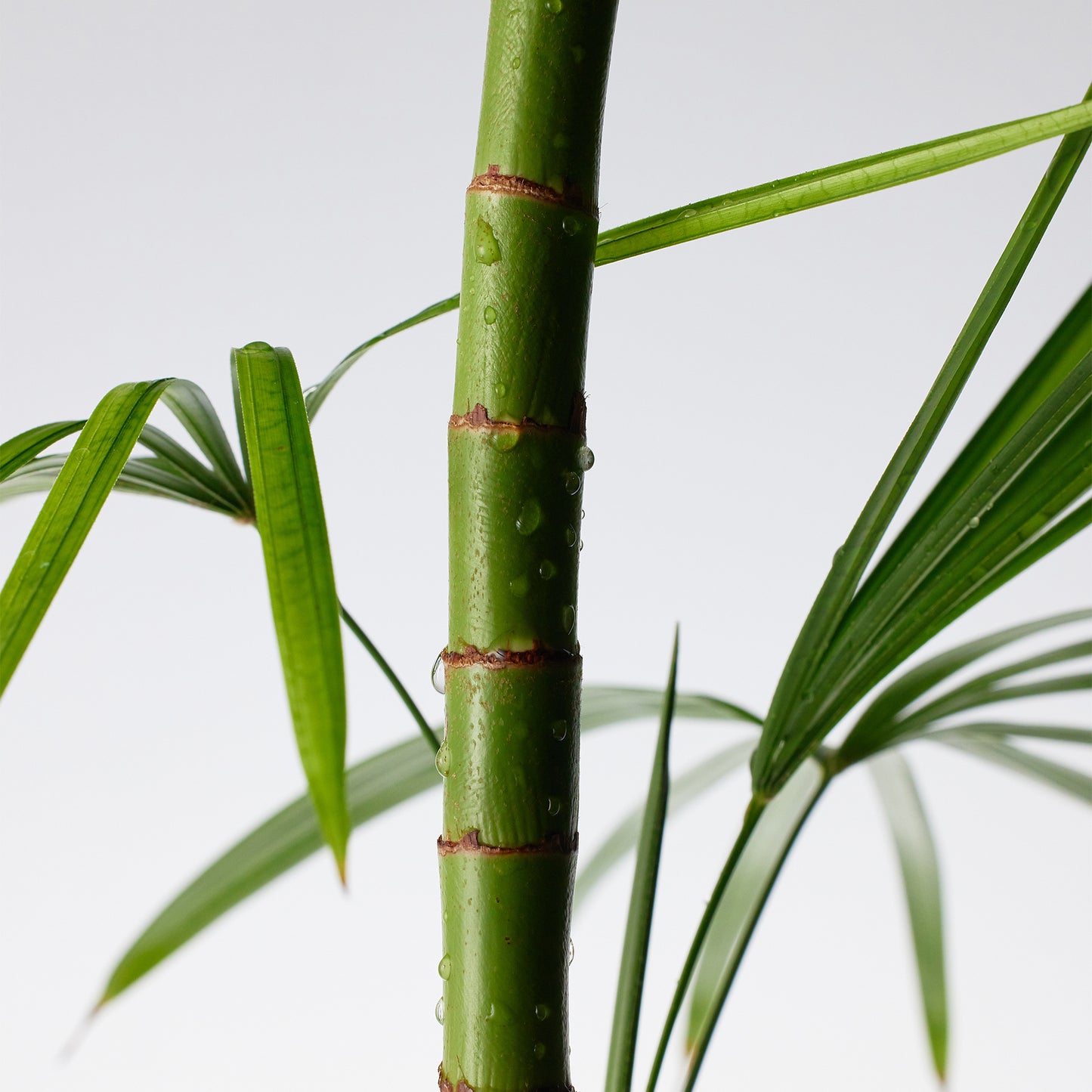 PURITO Mighty Bamboo
Panthenol Cleanser