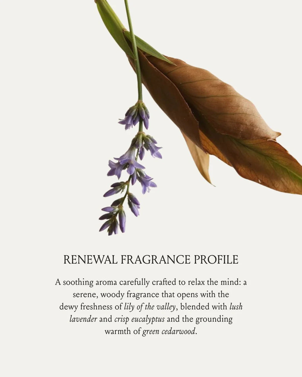 Brunel RENEWAL Hair and Body Oil