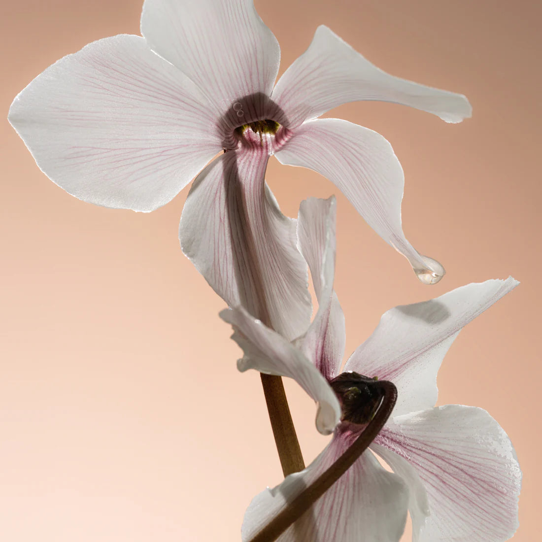 PHLUR MISSING PERSON