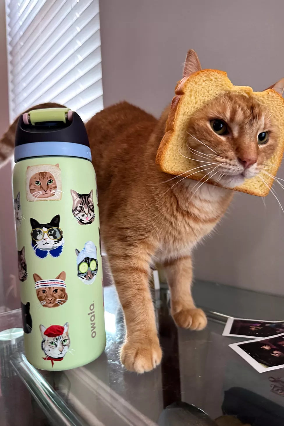 Owala UO Exclusive FreeSip 32 oz Water Bottle - Cat Collage